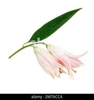 Lilium candidum - azucenas blancas y rosas bouquet de flores Fotografía de stock - Alamy Lilium candidum - azucenas blancas y rosas bouquet de flores Fotografía de stock - Alamy