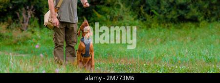 Hermoso cachorro húngaro Vizsla y su dueño durante el entrenamiento de obediencia al aire libre. Refuerzo positivo y recompensa. Foto de stock