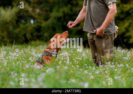 Hermoso cachorro Vizsla húngaro y su propietario durante el entrenamiento de obediencia al aire libre. Sentarse y permanecer comando. Foto de stock