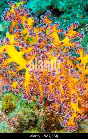 Árboles multiramificados, coral suave, atolón de Malé del Sur, Maldivas, Océano Índico, Asia Foto de stock