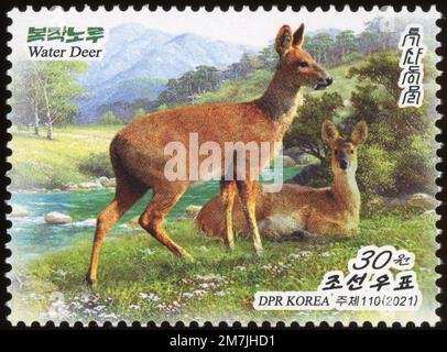 2021 Corea del Norte sello serie. Fauna de Corea del Norte. Ciervo de agua, Hydropotes inermis Foto de stock