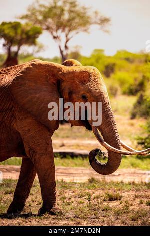 Elefante africano rojo, Loxodonta africana en safari tomado en el Parque Nacional Oeste de Tsavo, Taita Hills, Tsavo, Kenia, África Foto de stock