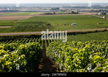 Montgueux (norte de Francia), 25 de agosto de 2022: Vendimia en un viñedo de champán Foto de stock