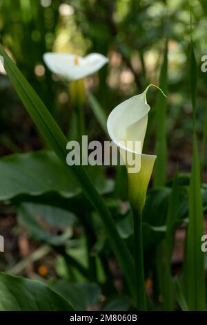 Foto artística de una flor de Calla Lily o alcatraz en el campo Fotografía  de stock - Alamy