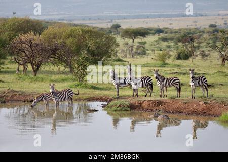 Cebras se han reunido en un pozo de agua, algunos están bebiendo, hay un hermoso reflejo - Kenia, Masai Mara Olare Motorogi Conservancy Foto de stock