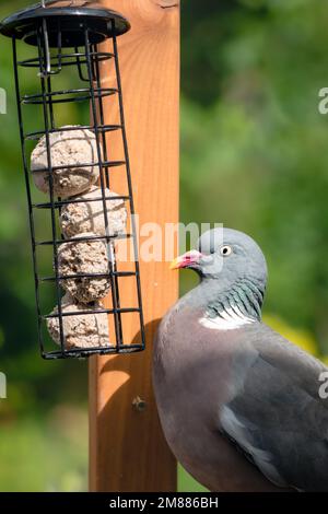 Paloma de madera en jardín doméstico en comedero de aves comiendo bolas de grasa suet