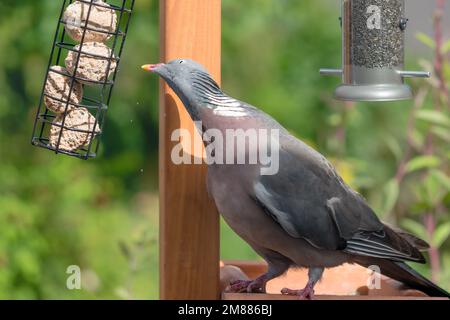 Paloma de madera en jardín doméstico en comedero de aves comiendo bolas de grasa suet