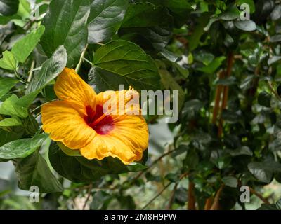 Flor amarilla brillante de Hibiscus rosa-sinensis, también conocida como  hibisco chino, rosa china, hibisco hawaiano, malva rosa y planta negra  Fotografía de stock - Alamy