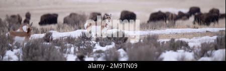 Pronghorns y Bison pastan en el prado de la montaña entre la arveja y las pilas de nieve en invierno cerca de Gardiner Montana y el Parque Nacional de Yellowstone. Foto de stock