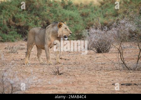 León macho en Tsavo parque de juegos, Kenya, con matar. El león tiene muy  poco de mane que es típico de los leones de Tsavo Fotografía de stock -  Alamy