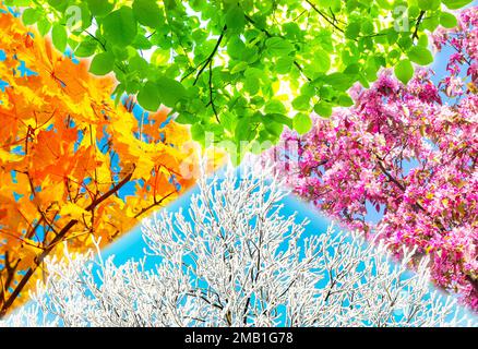 Collage de cuatro imágenes de árboles de la naturaleza que representan cada estación: Primavera, verano, otoño e invierno. Foto de stock