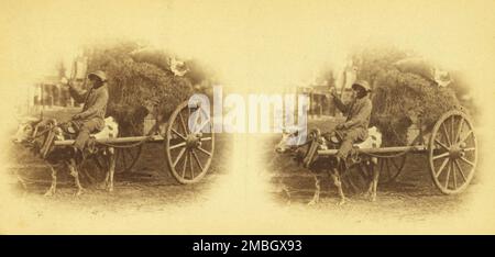 15th Enmienda Llevando su cosecha a la ciudad. [Hombre en un carro de bueyes cargado con heno], (1868-1900?). Foto de stock