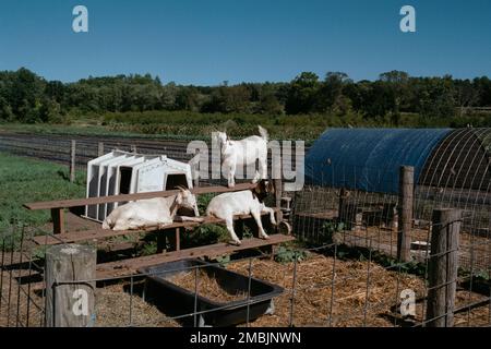 Tres cabras blancas posadas en bancos en Spring Brook Farm en Littleton, Massachusetts. La imagen se capturó en una película analógica en color. Foto de stock