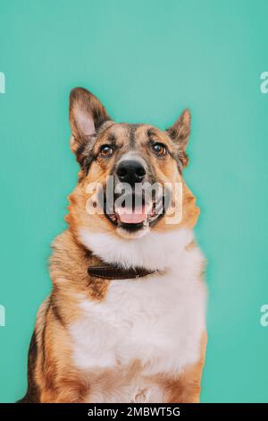 Retrato de gracioso perro de raza mestiza con boca abierta, sacando su lengua. Perro de raza mestiza de primer plano retrato. Aislado en turquesa Foto de stock