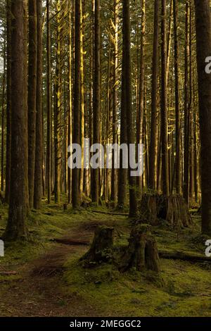 Una toma vertical de un camino a través de un bosque de pinos musgosos altos Foto de stock