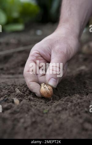 Cebolla, Allium cepa, plantando bulbo en el jardín Foto de stock