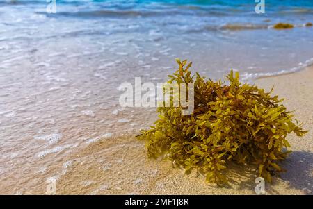 Sargazo de algas rojas amarillas frescas en la playa tropical del caribe mexicano en Playa del Carmen Quintana Roo México. Foto de stock