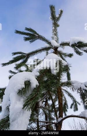 agujas de pino verde cubiertas con macro de nieve. Fondo de invierno natural al aire libre. Foto de stock