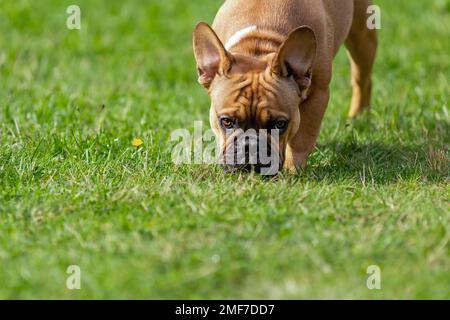 Divertido perro bulldog francés comiendo y oliendo hierba verde fresca en la naturaleza de verano Foto de stock