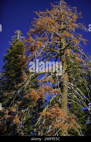 Un tiro vertical de un árbol alto con tronco musgoso contra el cielo azul diurno Foto de stock