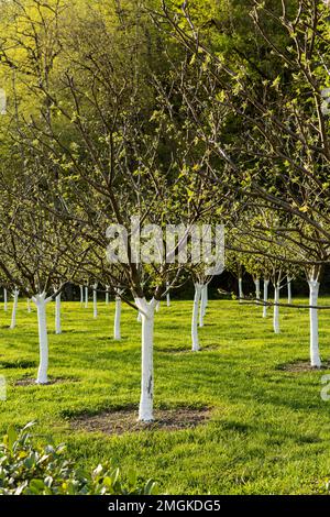 Encalar árboles frutales en primavera. Cuidado del jardín. La mano con un  cepillo pinta un árbol para protegerlo de insectos dañinos. Control de  plagas Fotografía de stock - Alamy