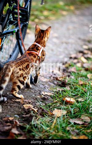 Excursión al aire libre con Bengala Cat en octubre Foto de stock