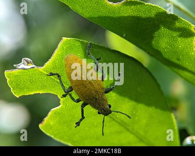 Gorgojo amarillo en una hoja verde. Gorgojo, un pequeño escarabajo que hace un enorme daño a las plantas en crecimiento y los granos almacenados. Foto de stock