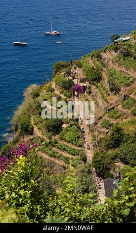 Italia, Liguria, Parque Nacional Cinque Terre declarado Patrimonio de la Humanidad por la UNESCO, pueblo de Vernazza, excursionistas en la ruta costera GR 592 pasando por el viñedo en terrazas entre Monterosso y Vernazza Foto de stock
