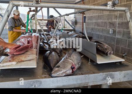 Los pescadores que procesan filetes de atún albacore 'Thunnus alalunga', es un gran pez pelágico que deambula por el océano Pacífico abierto, California.