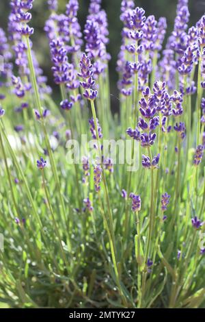Lavandula angustifolia Inglés lavanda flores púrpura Foto de stock