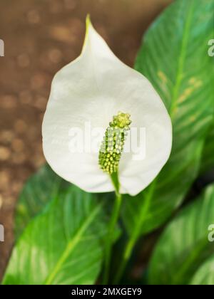 Flor blanca de Spathiphyllum o spath. Floreciente lirio de paz. La planta floreciente crece en invernadero o en casa. Foto de stock