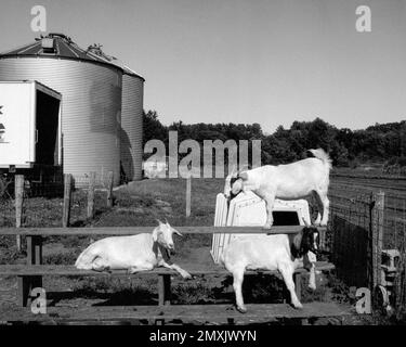 Tres cabras blancas que se relajan en bancos de madera en el sol con dos silos de metal en el fondo en una granja. Littleton Massachusetts. La imagen se capturó el Foto de stock