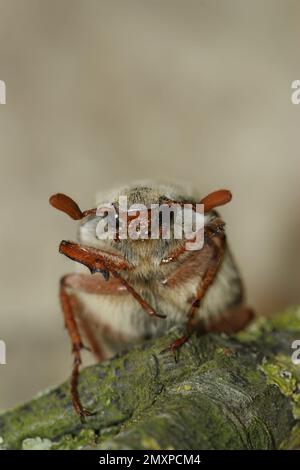 Detalle de primer plano en un escarabajo de cabellos blancos Cockchafer may-bug, Melolontha melolontha, en el jardín Foto de stock