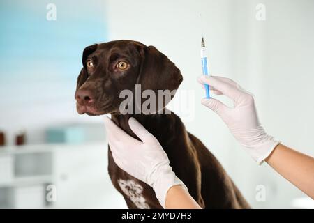 Veterinario profesional vacunando perro en clínica, primer plano Foto de stock