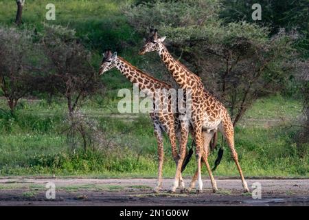 Dos jirafas Masai (Giraffa camelopardalis tippelskirchi) caminando, Área de Conservación de Ndutu, Serengeti, Tanzania, África Oriental, África Foto de stock