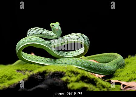 Serpiente de vid verde en posición de ataque Foto de stock