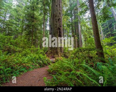 Boy Scout Trail a través de las secoyas, Jedediah Smith Redwoods State Park, Redwood National Park cerca de Crescent City, California. Foto de stock
