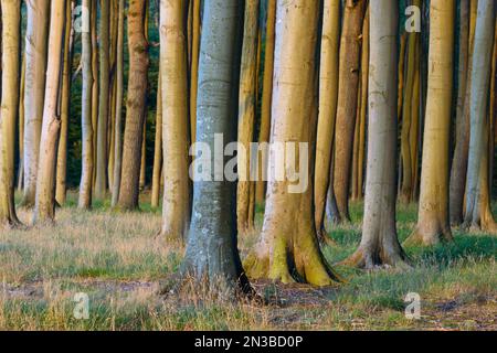 En el bosque de lenga al atardecer, Ghost Forest (Gespensterwald), Nienhagen, Mar Báltico, Pomerania Occidental, Mecklenburg-Vorpommern, Alemania Foto de stock