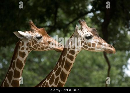 Primer plano de las cabezas de dos jirafas reticuladas (Giraffa camelopardalis reticulata) en un zoológico; Omaha, Nebraska, Estados Unidos de América Foto de stock