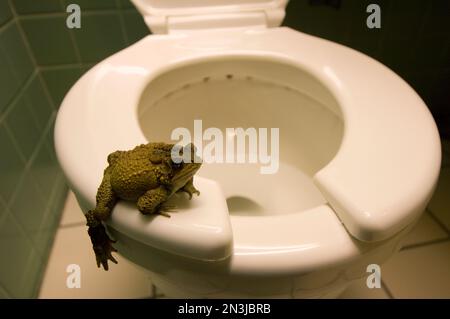 Sapo americano del este (Anaxyrus americanus americanus) en el asiento del inodoro en un cuarto de baño del motel; Watertown, Nueva York, Estados Unidos de América Foto de stock