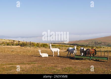 Llamas y caballos pastando en el paisaje de hierba contra el cielo azul durante el día soleado, espacio de copia Foto de stock
