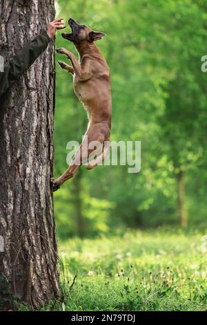 Pastor belga malinois saltando en el árbol Foto de stock