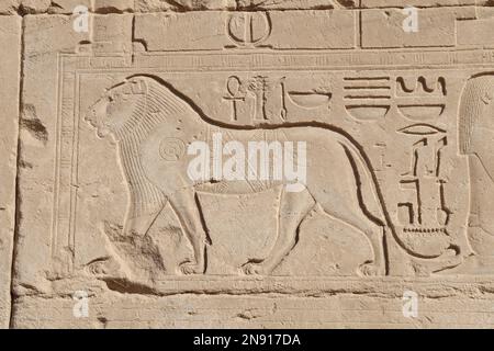 León tallado en las paredes del antiguo templo egipcio Karnak en Luxor, Egipto Foto de stock