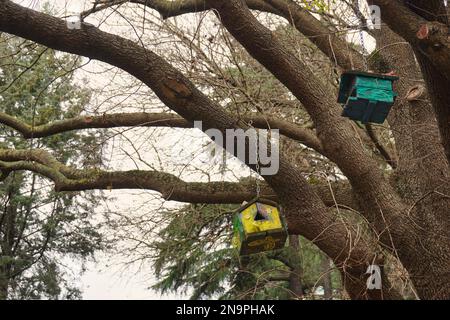 coloridas casas de pájaros colgadas en las ramas de los árboles Foto de stock