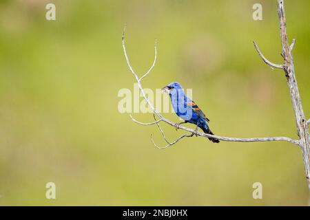 Un Blue Grosbeak manteniendo saltamontes en pico Foto de stock