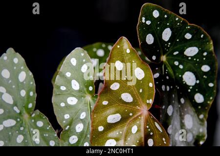 Hoja de planta domestica tropical 'Begonia maculata' con puntos blancos  aislados sobre fondo blanco Fotografía de stock - Alamy