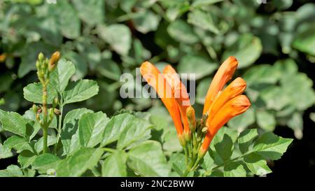 Primer plano de flores naranjas de Tecoma capensis también conocido como madreselva del cabo, Tecomaria, cola de caballo de pantano, etc. Foto de stock