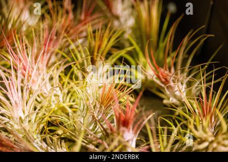 Tillandsia Trendy plantas exóticas crece sin tierra. Inusual flor rosa verde. Fondo de pantalla macro planta de aire. Floración suculenta en una naturaleza salvaje en la oscuridad Foto de stock