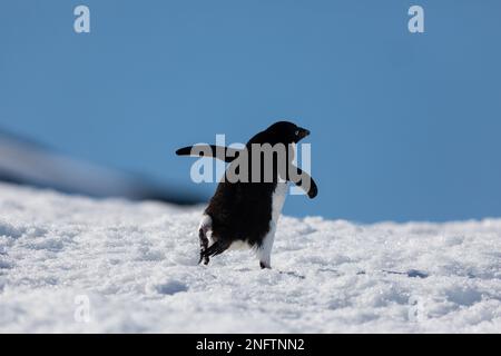 Pingüino de Adelie en la isla Peterman, Península Antártica Foto de stock