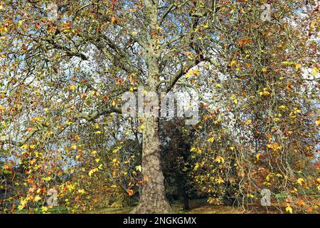 El árbol London Plane (Platanus x Hispanica) muestra follaje amarillo-marrón Otoño/Otoño; una vista familiar a lo largo de las carreteras y en los parques de Londres Foto de stock